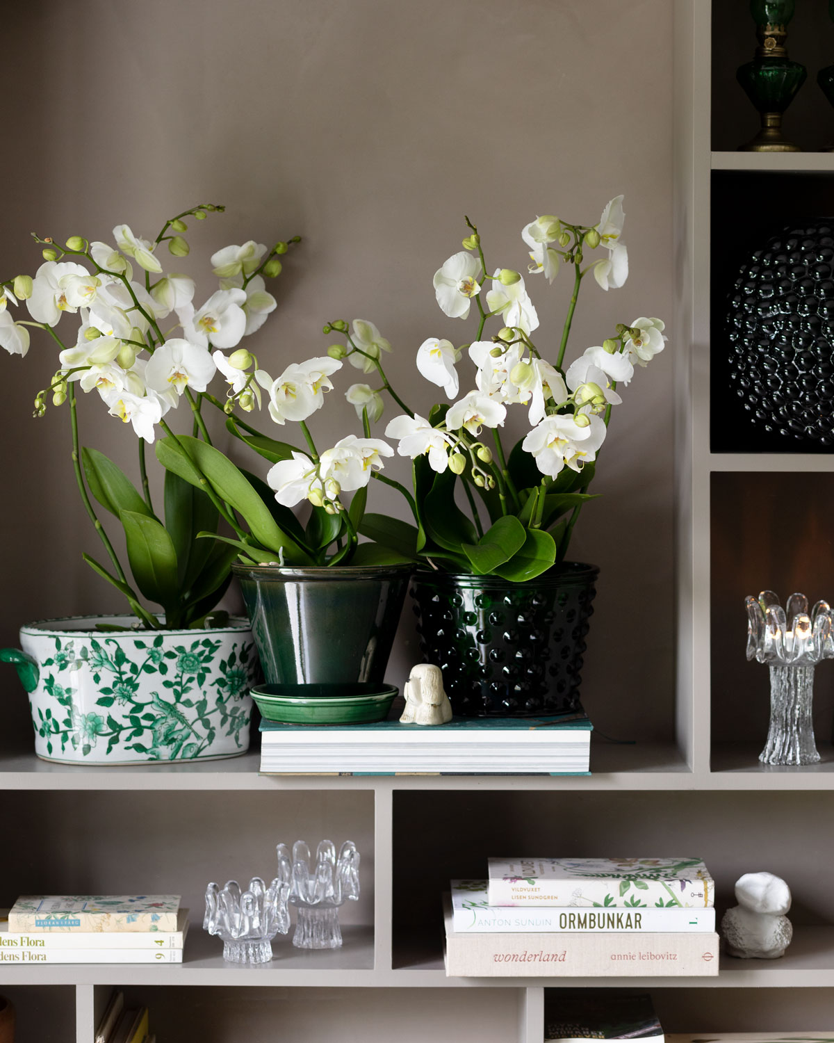 Presenttips-till-mors-dag-phalaenopsis.jpg